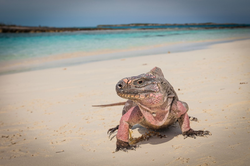 12 Bahamas, Great Exuma.jpg